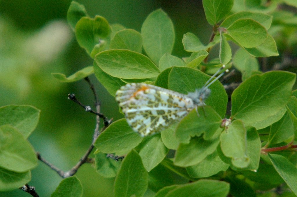 158 Sara Orangetip, 2005-06041652 Boise ID area.jpg - Sara Orangetip (Anthocharis sara). Butterfly. Boise Idaho area, 6-10-2005